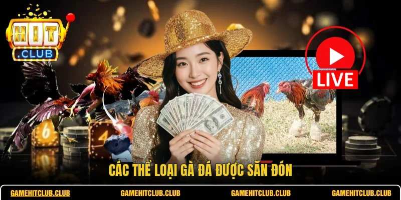 Các thể loại gà đá được săn đón