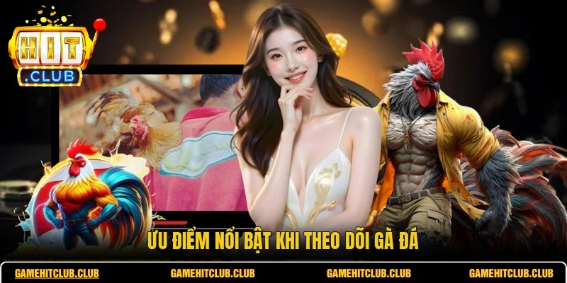 Ưu điểm nổi bật khi theo dõi gà đá