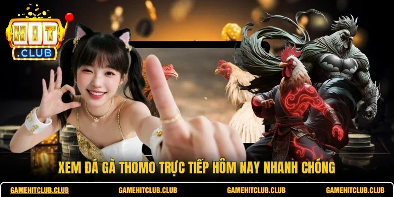 Xem đá gà Thomo trực tiếp hôm nay nhanh chóng